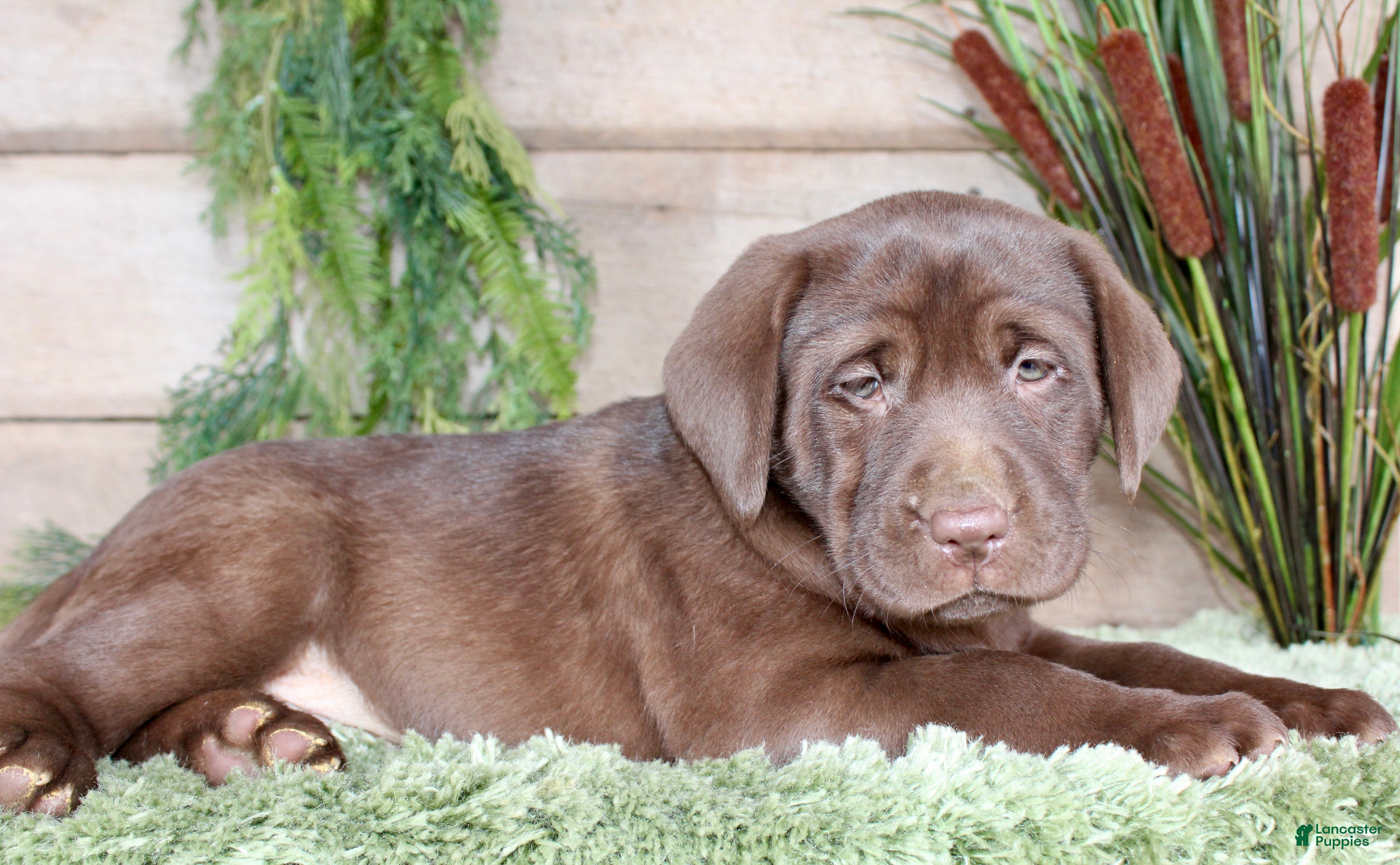 Labrador Retriever dogs Hillary  - Ad 2