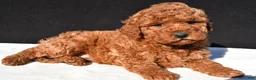 Mini Goldendoodle dogs for sale: Jade - Ad 3