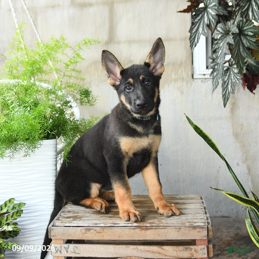 German Shepherd dogs Nova - Ad 1