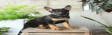 Nova