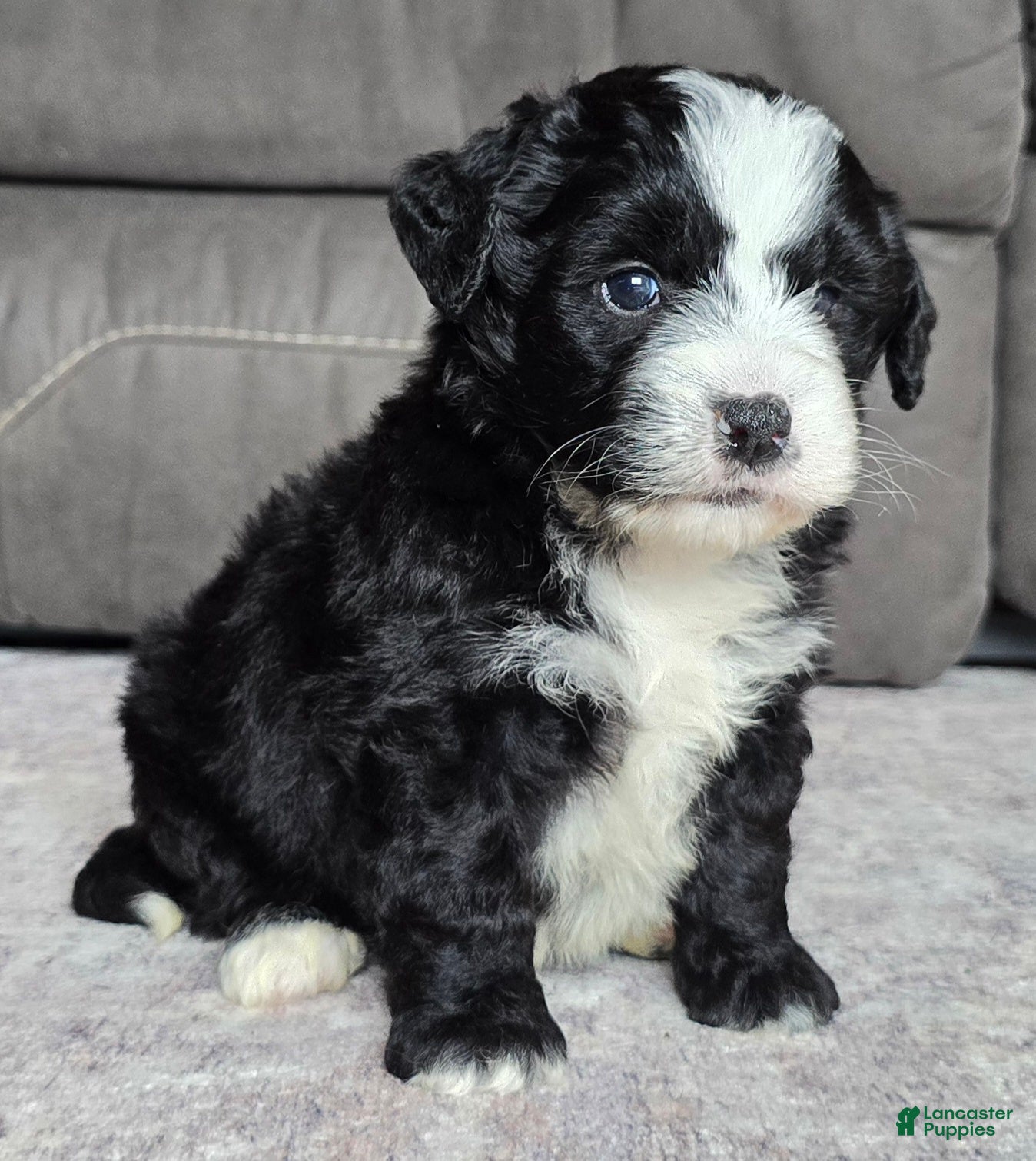 Mini Bernedoodle dogs Mini Clover - Ad 2