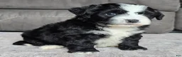 Mini Bernedoodle dogs for sale: Mini Clover - Ad 2