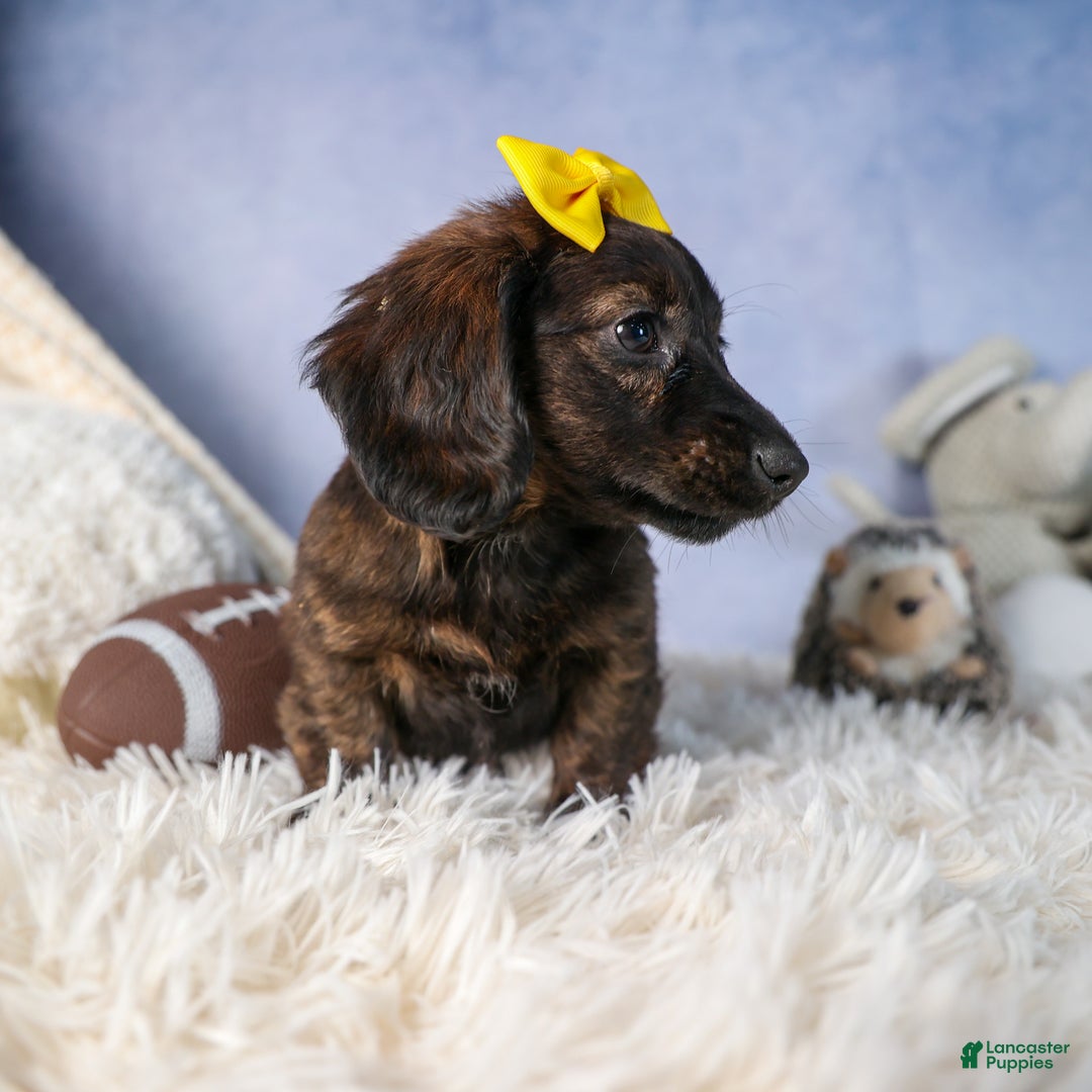 Miniature Dachshund dogs for sale: Cupcake - Ad 16