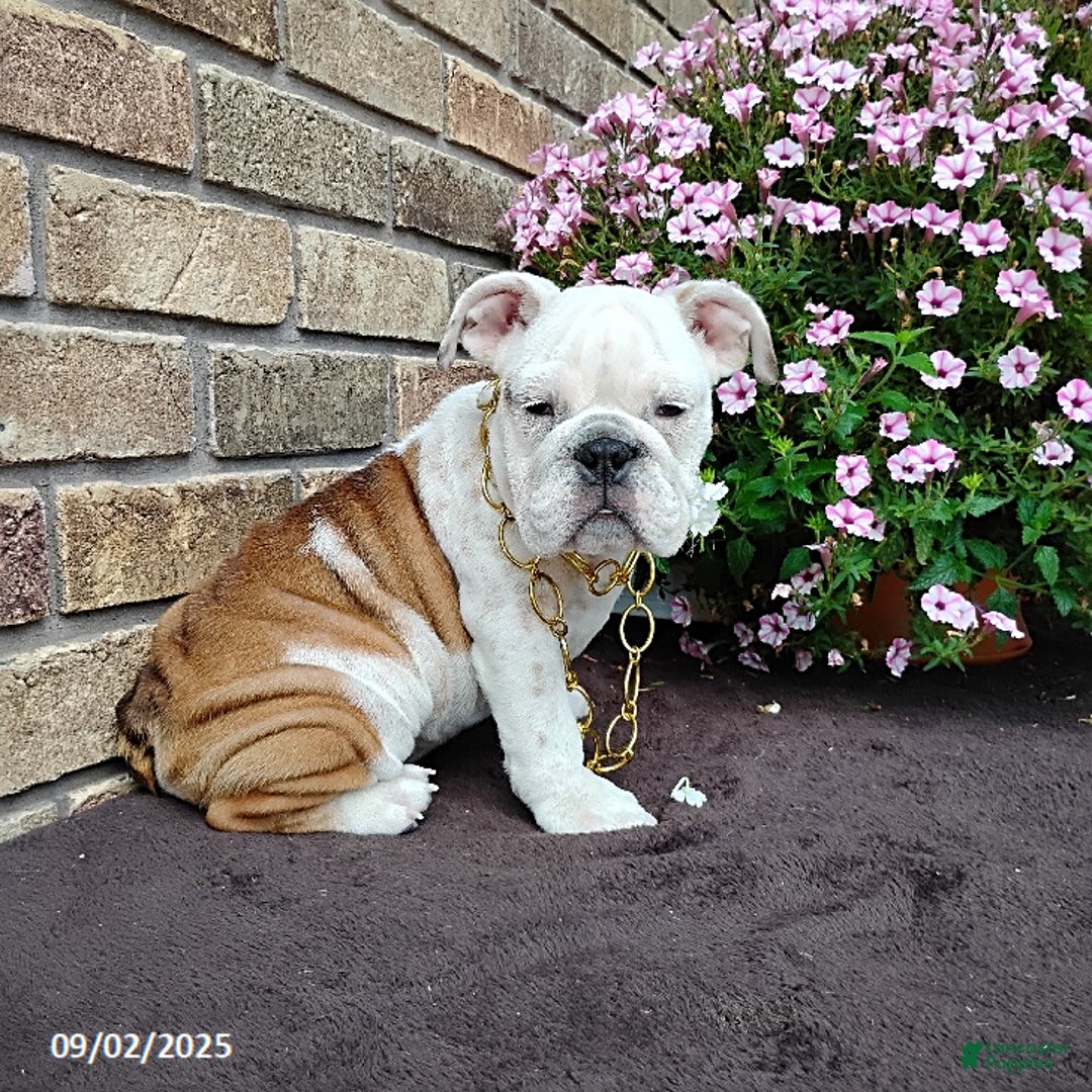 English Bulldog dogs for sale: Renita - Ad 18