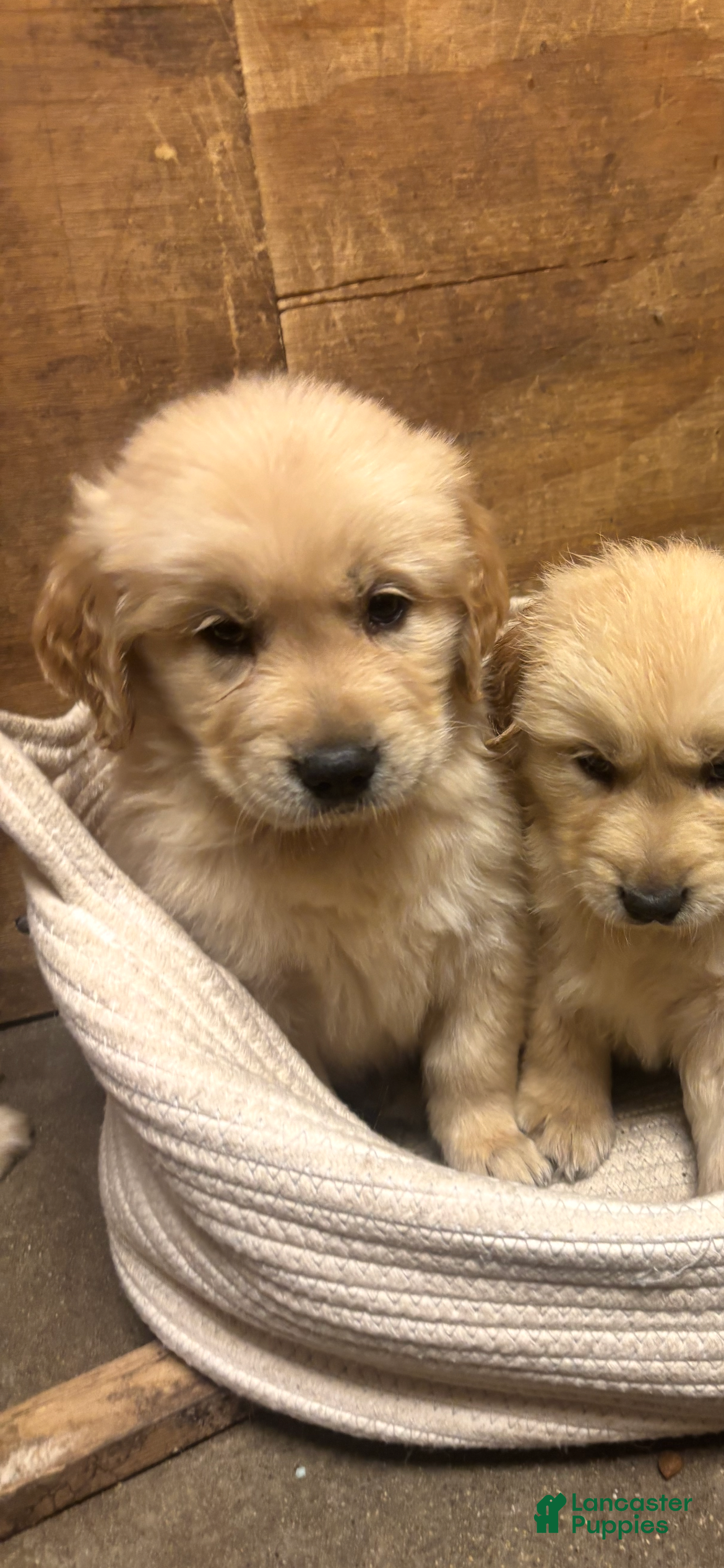 Golden Retriever dogs for sale: Golden Retriever 2 - Ad 10
