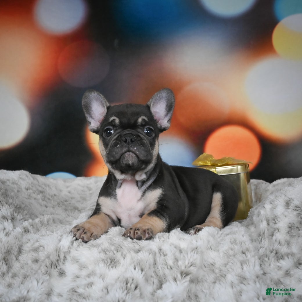 French Bulldog dogs Cooper - Ad 7