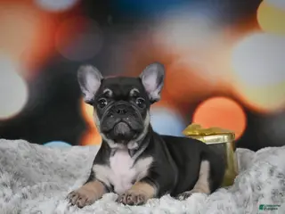 French Bulldog dogs Cooper - Ad 40