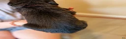 Mixed Breed dogs for sale: French Fry - Ad 4