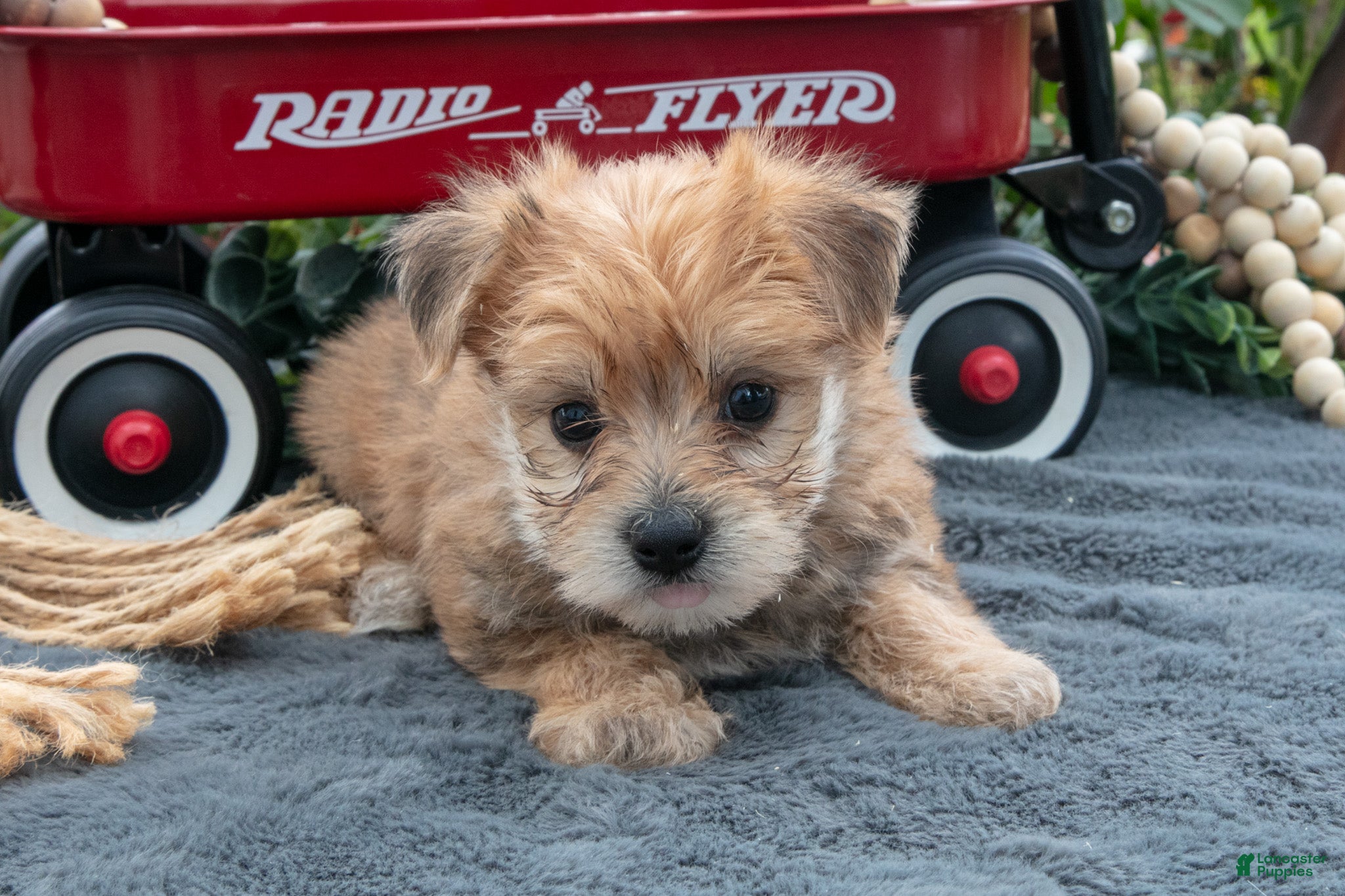 Morkie dogs Chester - Ad 2