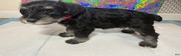 Miniature Schnauzer dogs for sale: Miniature Schnauzer Puppy 3 - Ad 5