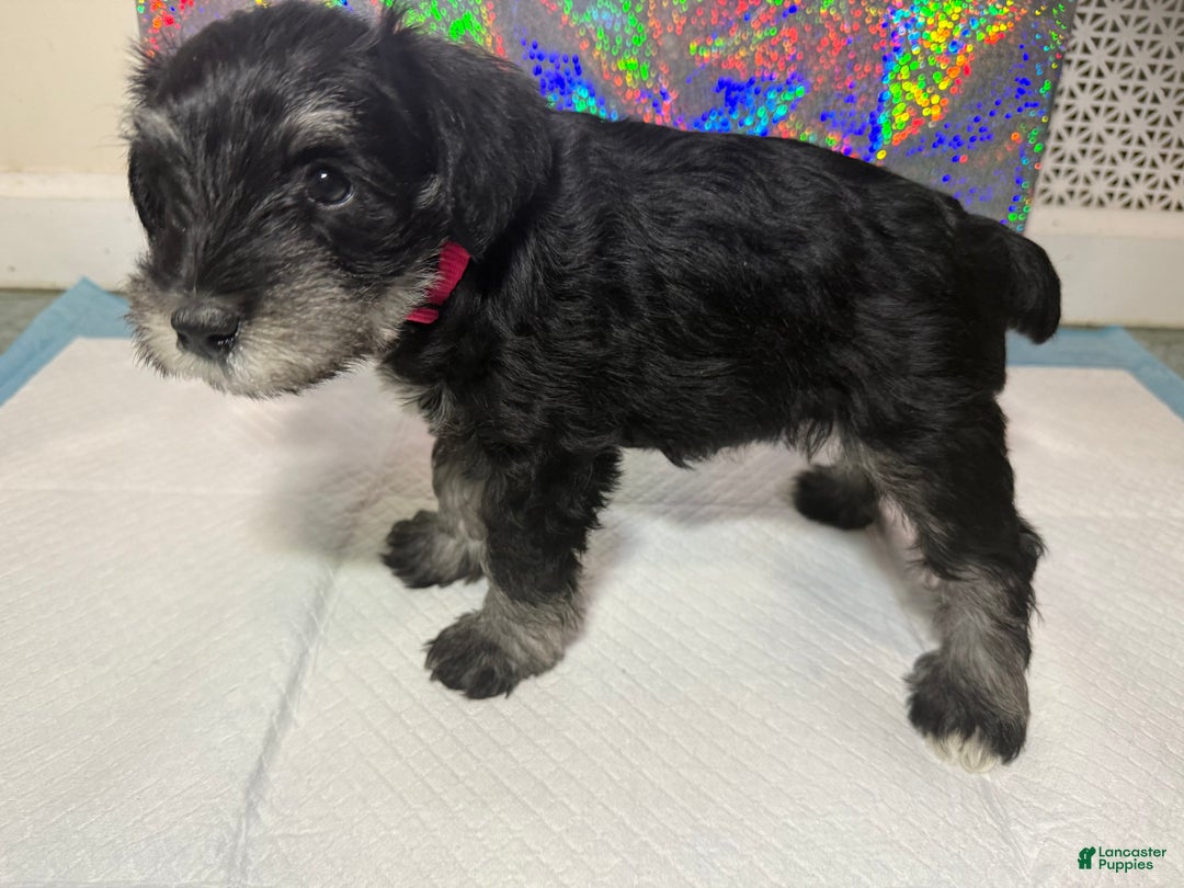 Miniature Schnauzer dogs for sale: Miniature Schnauzer Puppy 3 - Ad 5