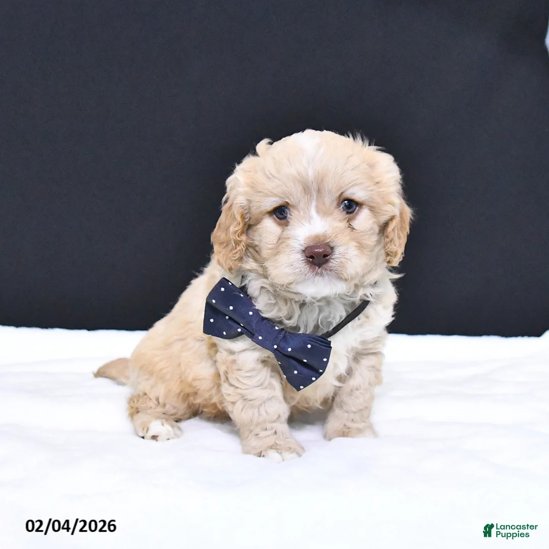 Cavapoo dogs for sale: Zeke - Ad 3