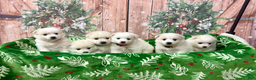 American Eskimo dogs for sale: Brie - Ad 11
