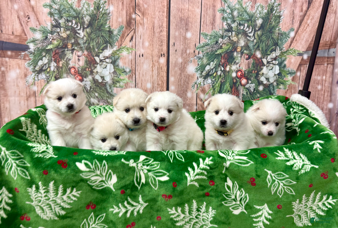 American Eskimo dogs for sale: Brie - Ad 11