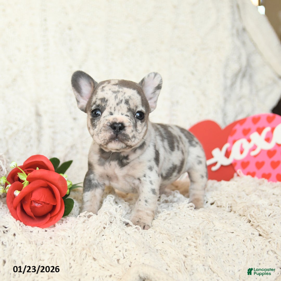 French Bulldog dogs for sale: Bluebell - Ad 3
