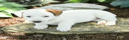 Jack Russell Terrier dogs for sale: Russ  - Ad 3