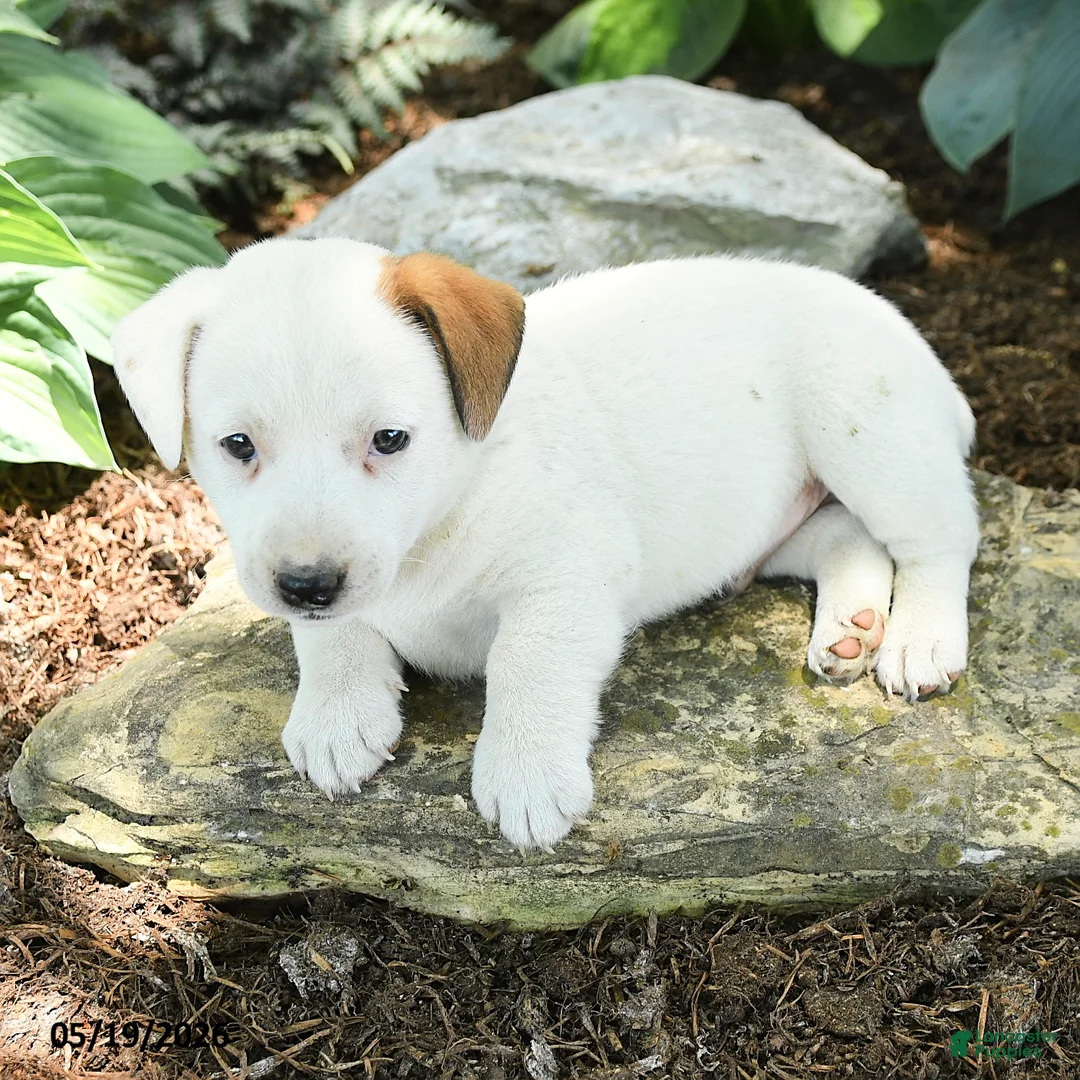 Jack Russell Terrier dogs for sale: Russ  - Ad 3