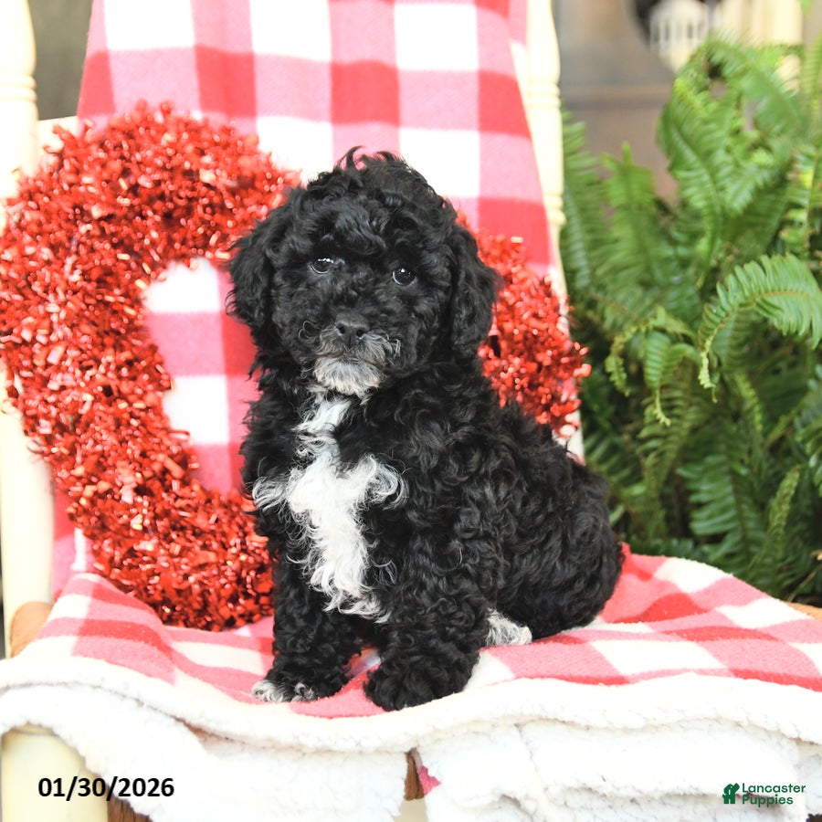 Havapoo dogs Petunia - Ad 2