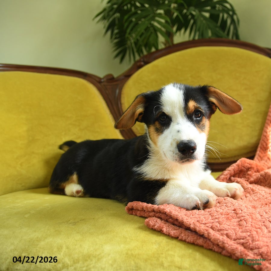 Welsh Corgi Pembroke dogs Titus - Ad 2