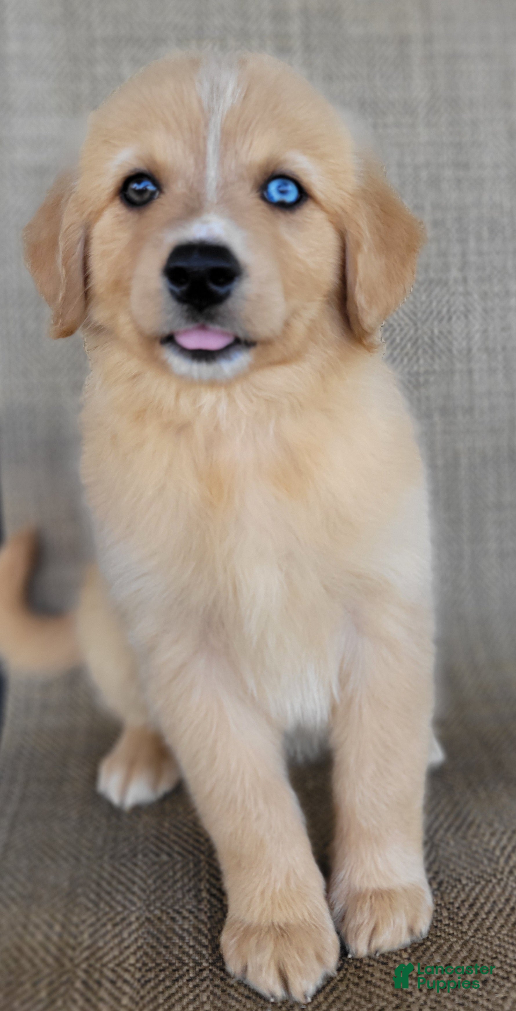 Australian Shepherd dogs Goldie - Ad 1