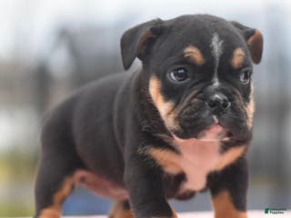 Mixed Breed dogs Emma tricolor hybrid - Ad 34