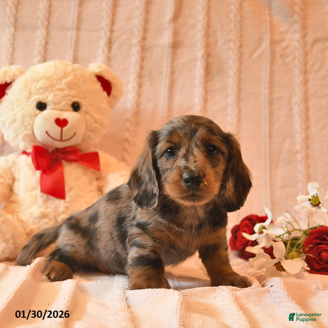 Miniature Dachshund dogs for sale: Honey   - Ad 2