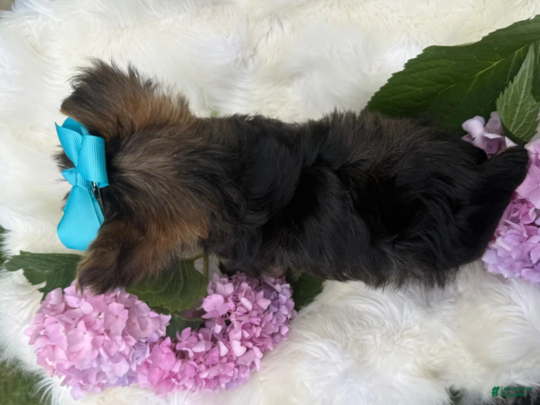 Yorkshire Terrier dogs for sale: Minx - Ad 16