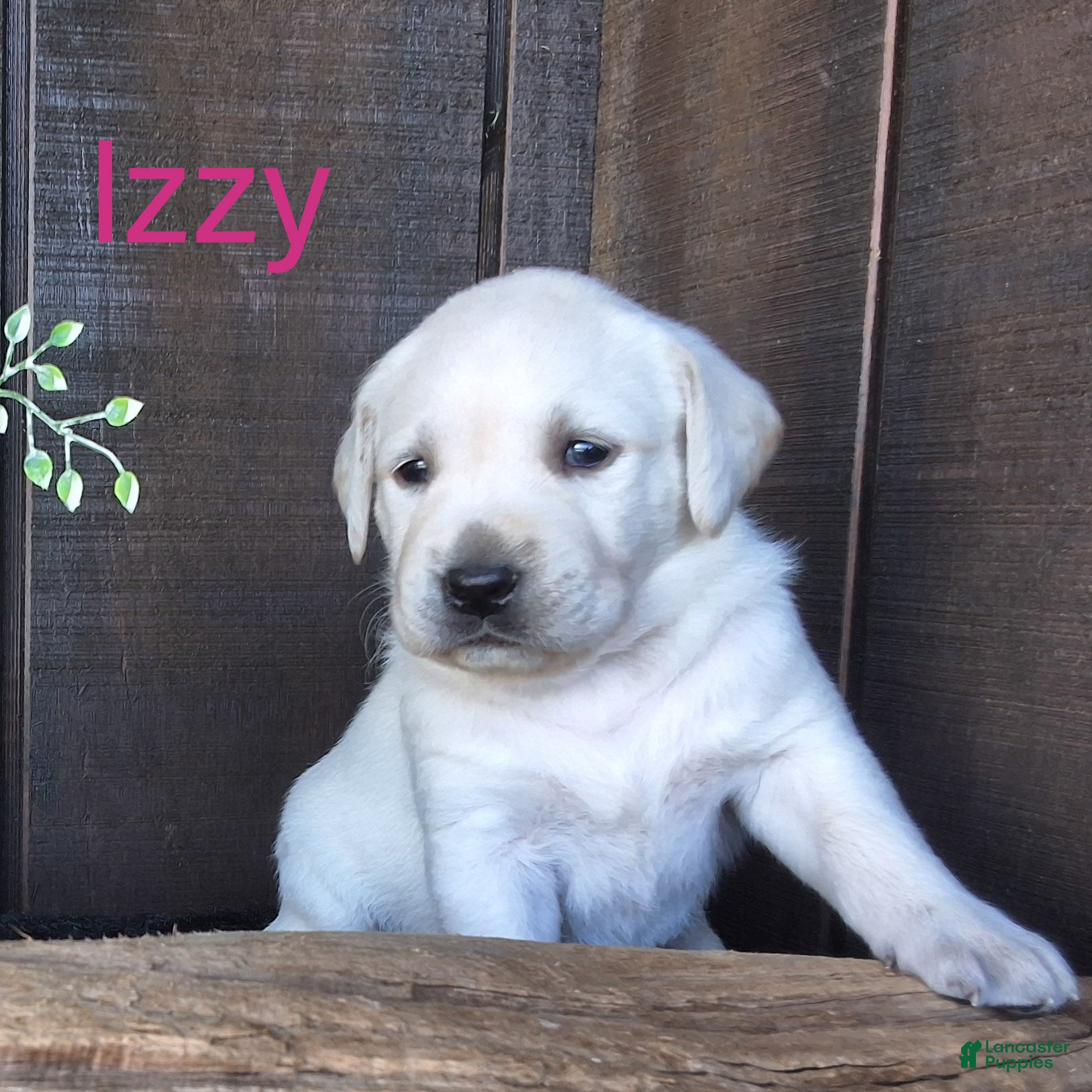 Labrador Retriever dogs Izzy Retriever 5 - Ad 1