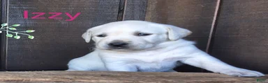 Izzy Retriever 5