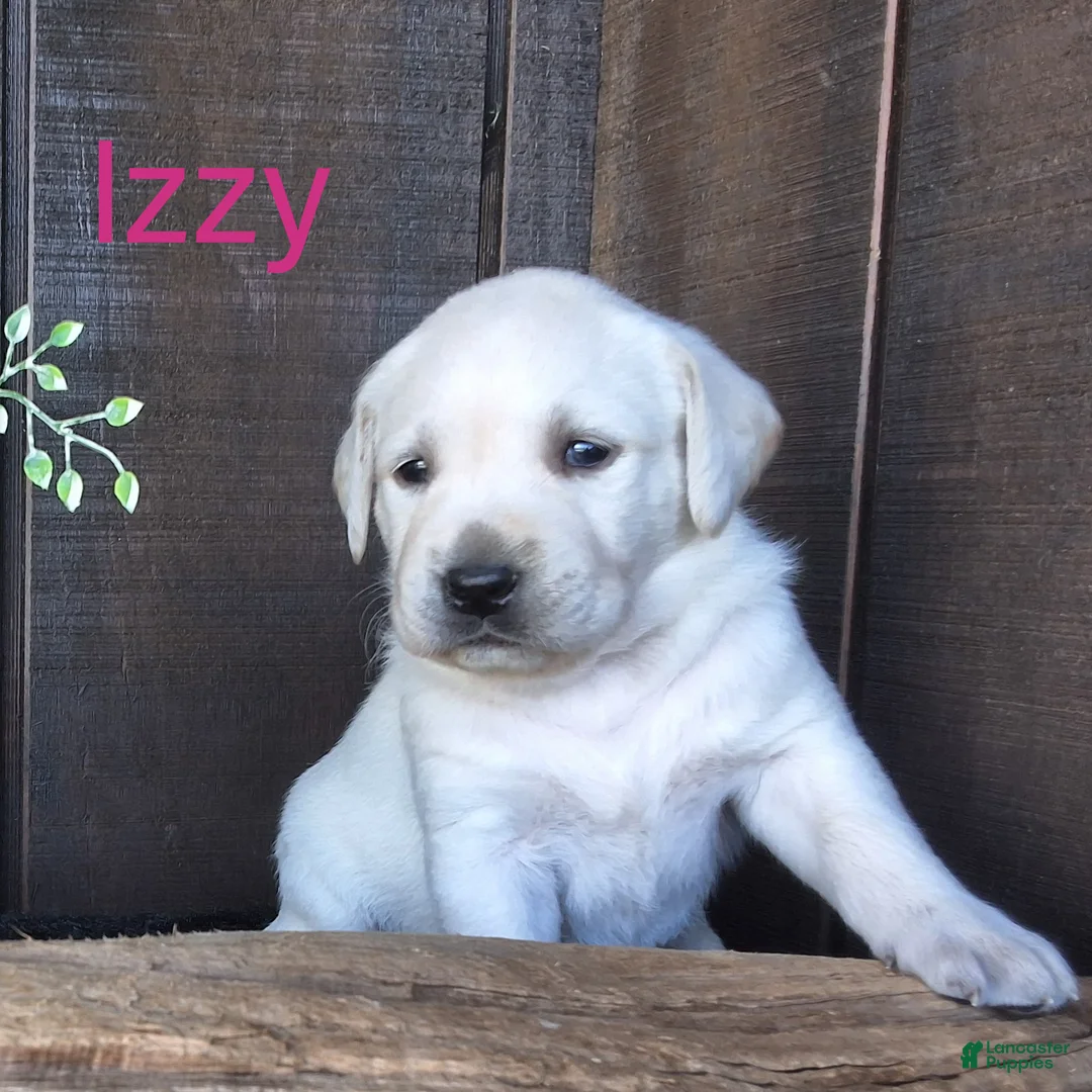 Labrador Retriever dogs for sale: Izzy Retriever 5 - Ad 1