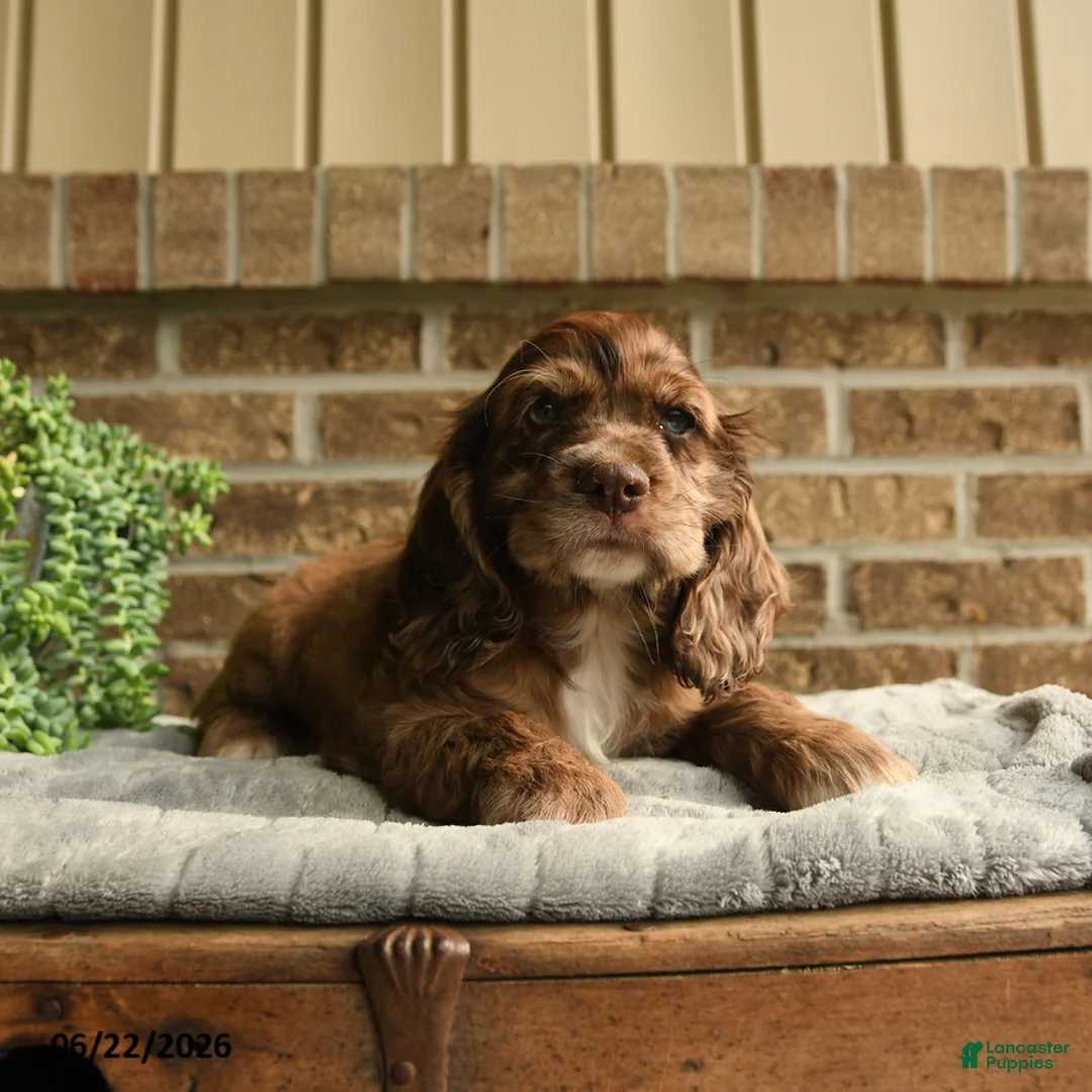English Cocker Spaniel dogs for sale: Chester - Ad 3