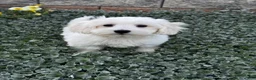 Coton De Tulear dogs for sale: Coco - Ad 3