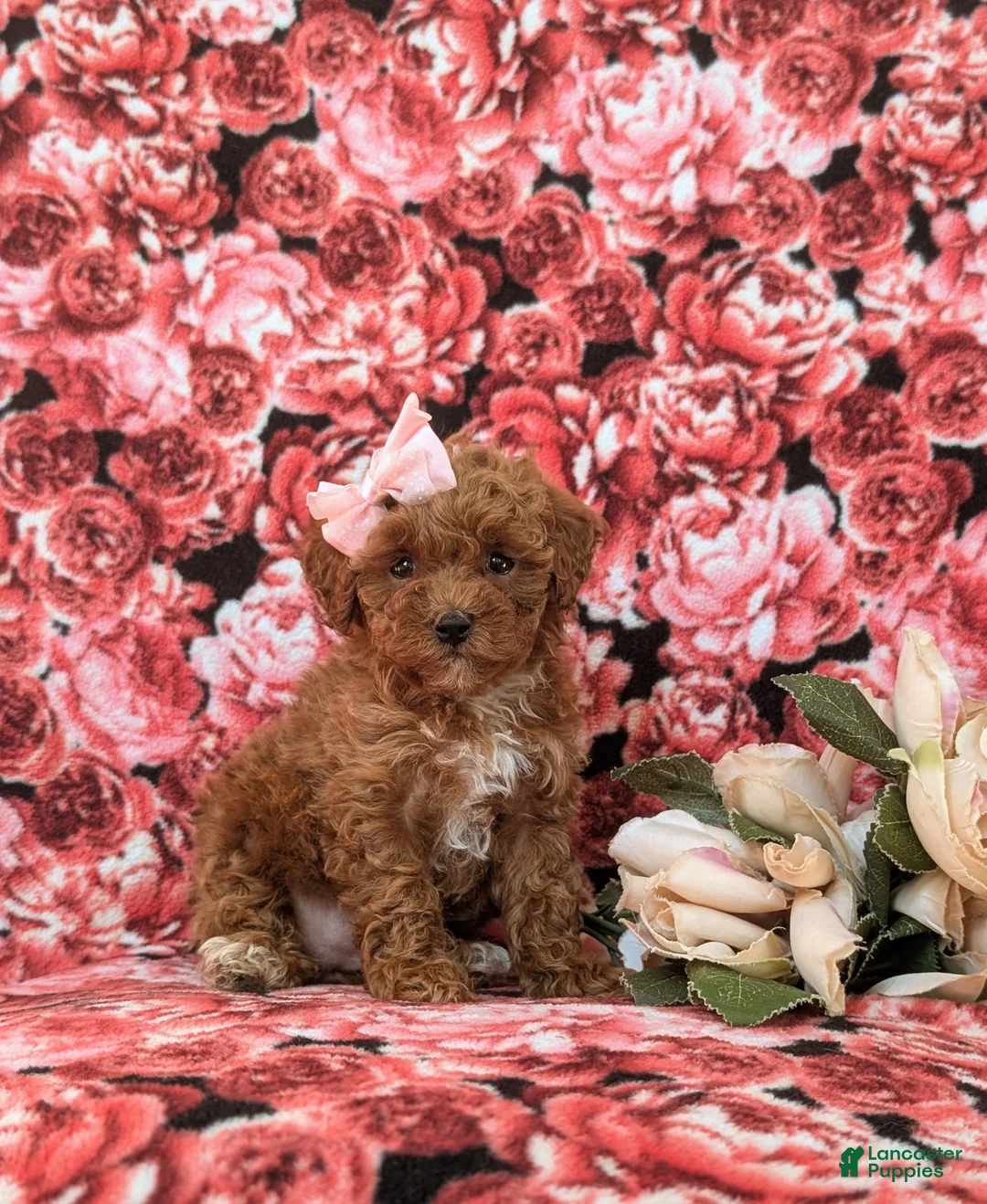 Toy Poodle dogs for sale: Gabrielle 6-7 lbs Full Grown - Ad 3