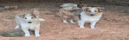 Shetland Sheepdog dogs for sale: Shetland Sheepdog 1 - Ad 8