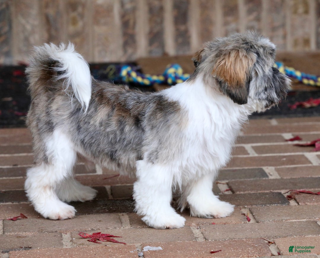 Shih Tzu dogs for sale: Snickers (Neutered) - Ad 22