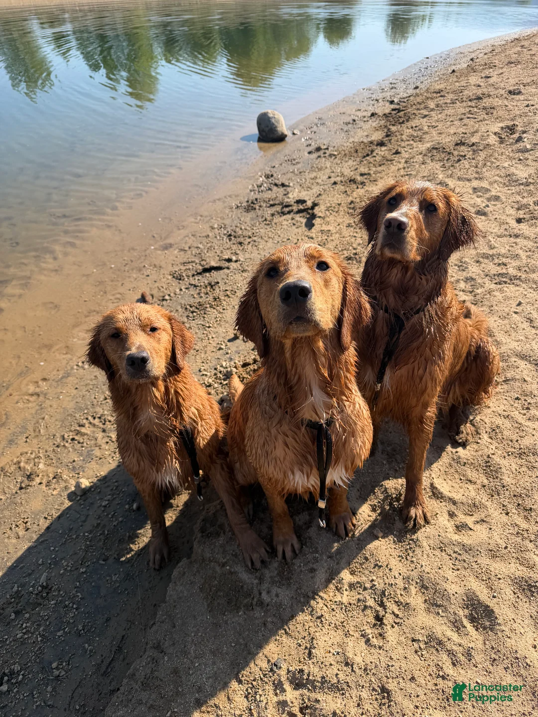 Golden Retriever dogs for sale: Blue Boy - Ad 6