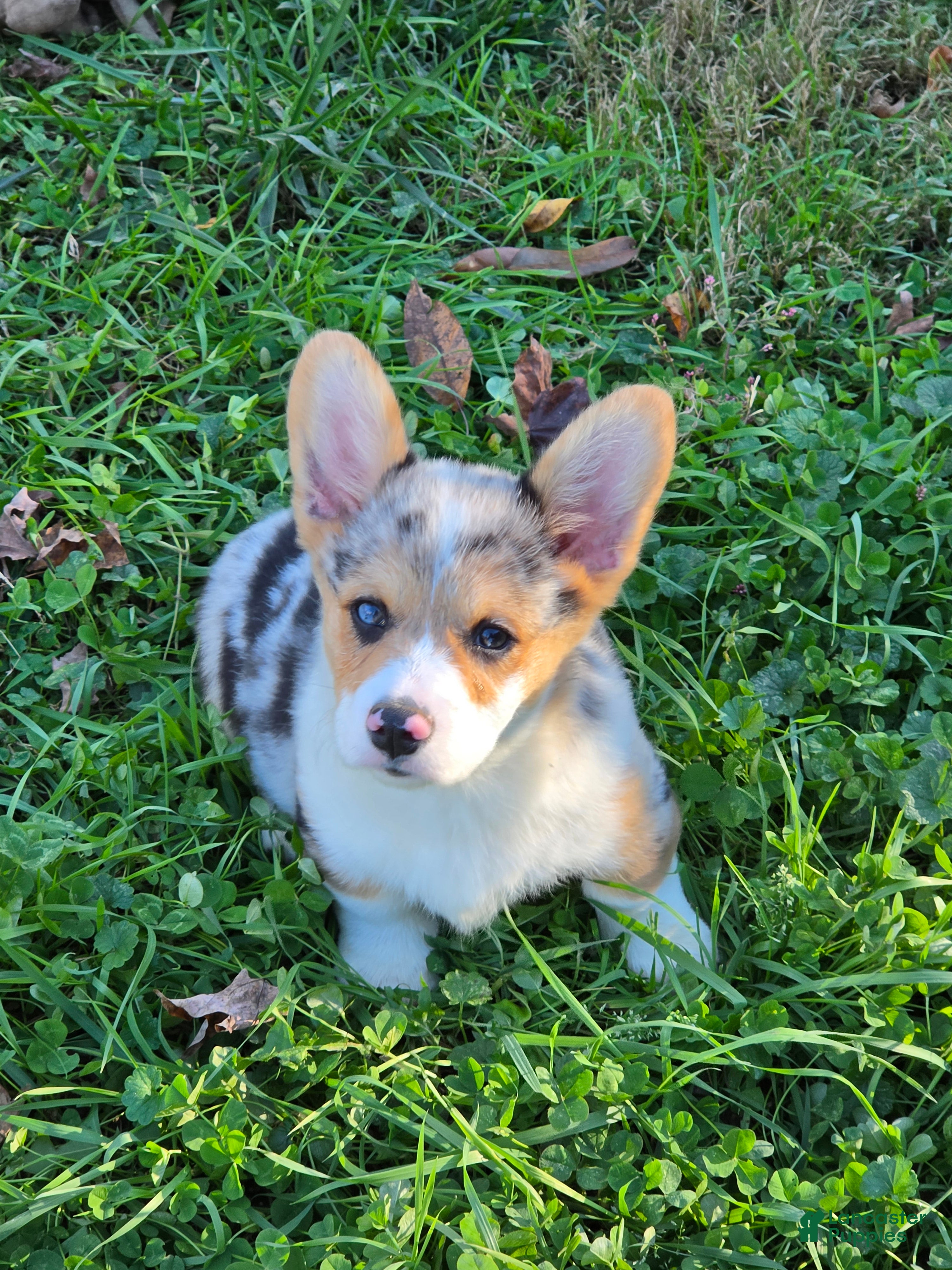 Welsh Corgi Pembroke dogs for sale: Stunning Stanley  - Ad 2