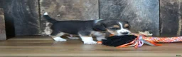 Beagle dogs for sale: Cooper - Ad 7