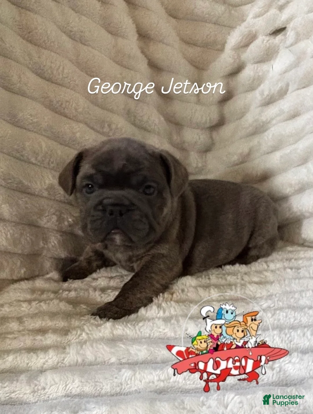 Mixed Breed dogs for sale: George Jetson  - Ad 1