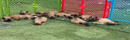 Belgian Malinois dogs for sale: Belgian Malinois Puppy 6 - Ad 2