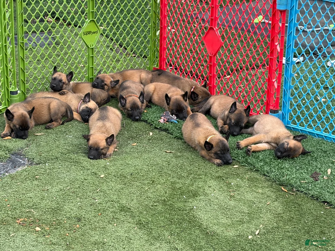 Belgian Malinois dogs for sale: Belgian Malinois Puppy 6 - Ad 2