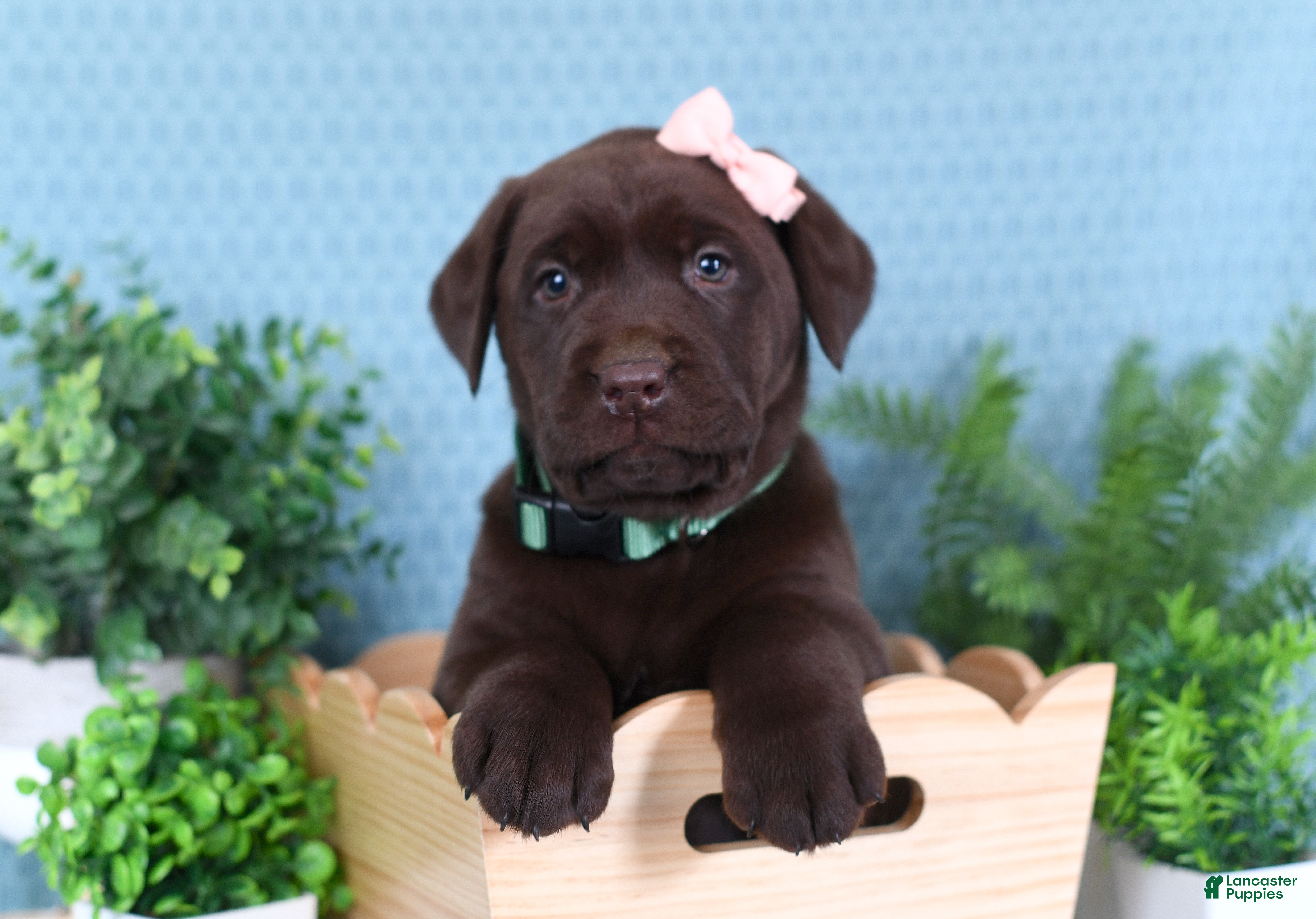 Labrador Retriever dogs Labrador Retriever Missy - Ad 1