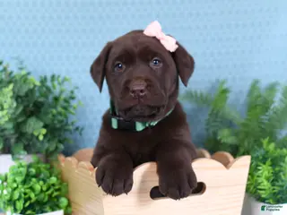 Labrador Retriever dogs for sale: Labrador Retriever Missy - Ad 2