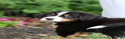 Bernese Mountain Dog dogs for sale: Theo - Ad 3