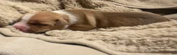American Bully dogs for sale: American Bully 9 - Ad 13