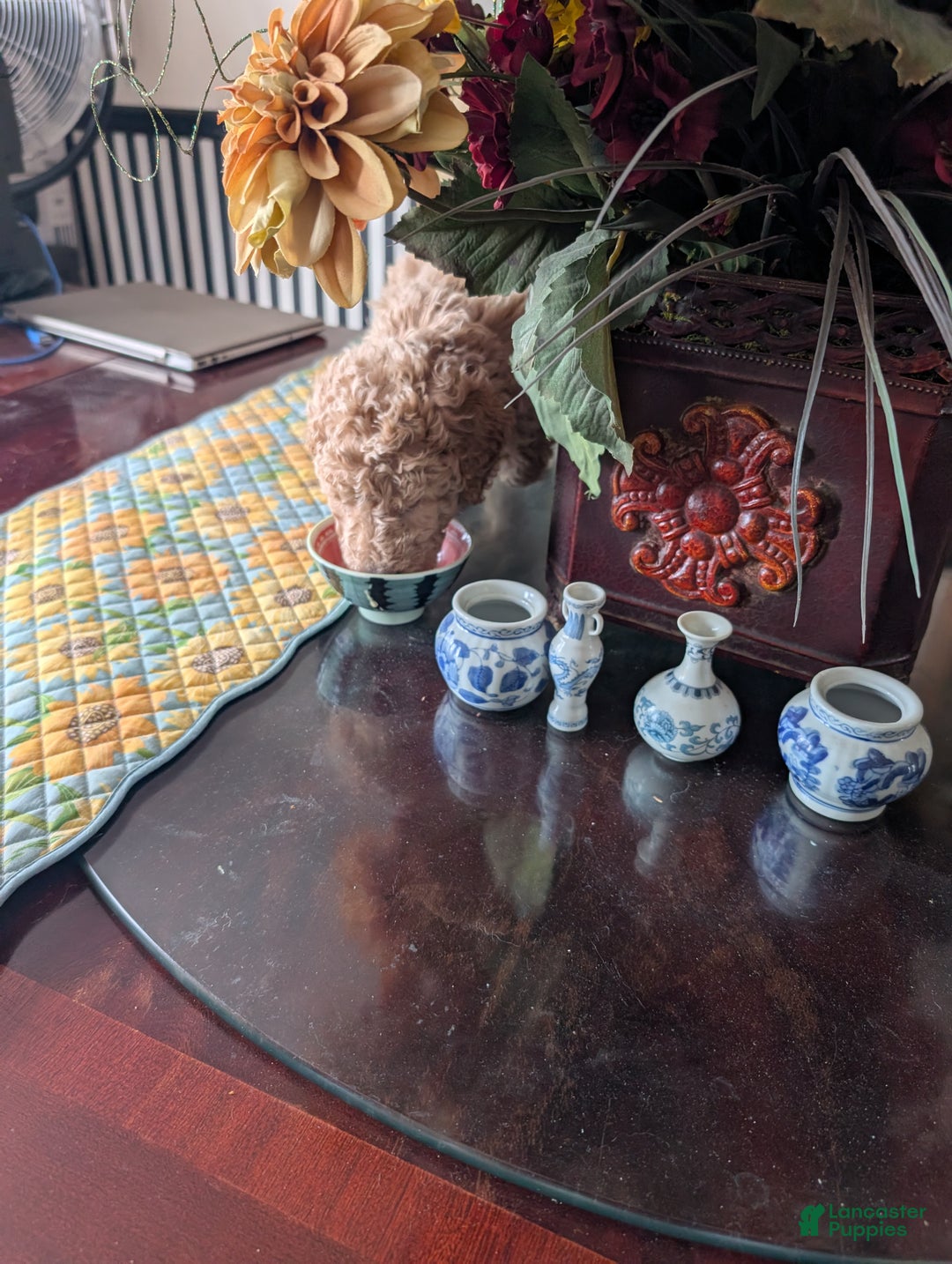 Goldendoodle dogs for sale: Jack - Ad 6