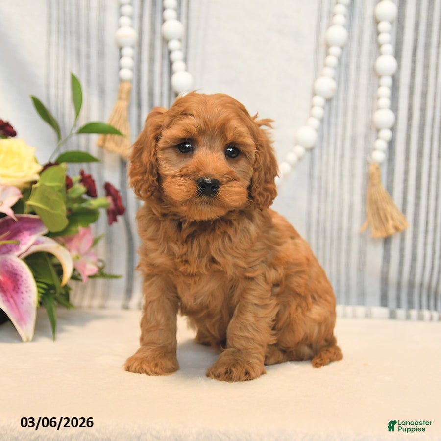 Cavapoo dogs Hickory - Ad 2