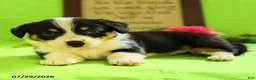 Welsh Corgi Pembroke dogs for sale: Brittney - Ad 4