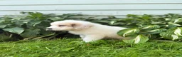Great Pyrenees dogs for sale: Clark - Ad 11