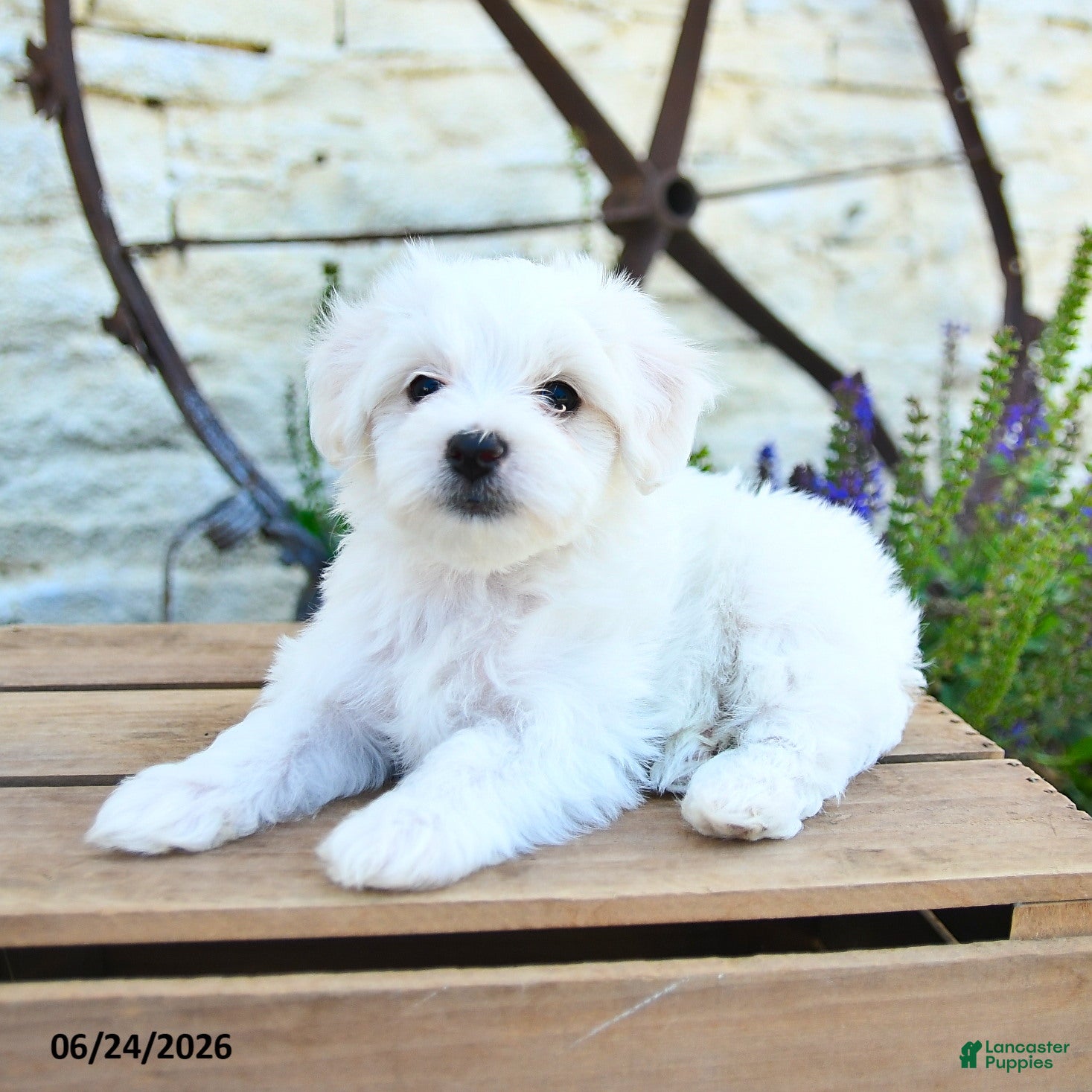 Mixed Breed dogs Everett - Ad 2